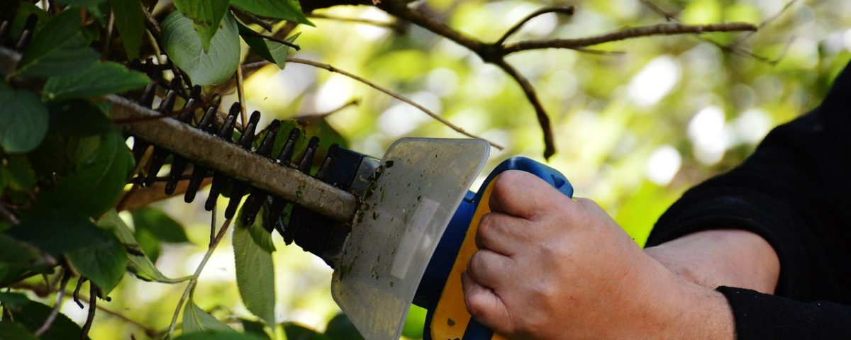 bush 972972 1280 1200x480 - Vernetzt im Grünen: Wie STIHL Connected die Gartenarbeit intelligent macht