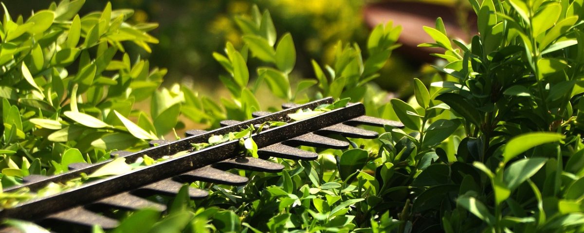 STIHL Akku-Heckenschere HSA 50 AK 36V, 50 cm hedge 3393849 1280 1200x480 - STIHL Akku-Heckenschere HSA 50 AK 36V, 50 cm